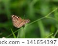 Brown butterfly resting on a flower bud in a green garden 141654397