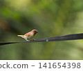 Scaly-breasted munia perched on a black strap outdoors 141654398