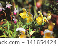 A photograph of a yellow orchid taken with positive film. 141654424
