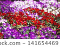 Pansy flowers photographed on positive film 141654469