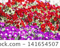 Red pansy flowers photographed on positive film 141654507