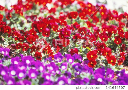 Red pansy flowers photographed on positive film Red pansy flowers photographed on positive film 141654507
