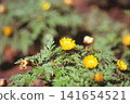 A photograph of Adonis amurensis taken with positive film. 141654521