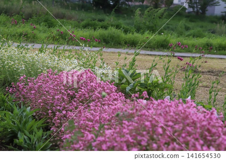 Pink strawberry flowers, catchfly flowers, and white chamomile flowers blooming in the spring park. Pink strawberry flowers, catchfly flowers, and white chamomile flowers blooming in the spring park. 141654530