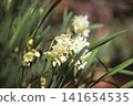 Daffodils photographed on positive film 141654535