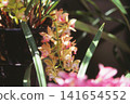 Orchid flower photographed on positive film 141654552