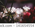 White orchid flower photographed on positive film 141654554