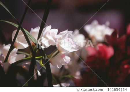 White orchid flower photographed on positive film White orchid flower photographed on positive film 141654554