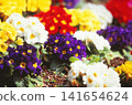 Purple primroses photographed on positive film 141654624