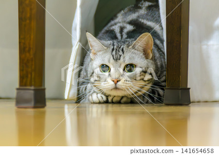 An American Shorthair cat that looks like it's about to pounce on a toy. An American Shorthair cat that looks like it's about to pounce on a toy. 141654658