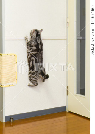 The back view of a cat climbing a wall 141654665