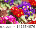Red primrose flowers photographed on positive film 141654676