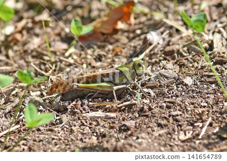 A lone grasshopper standing on the ground in the autumn sun. A lone grasshopper standing on the ground in the autumn sun. 141654789