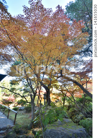 Autumn leaves of Yoshikien Autumn leaves of Yoshikien 141655030