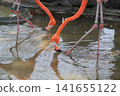 Beni Iro Flamingo 141655122