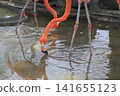 Beni Iro Flamingo 141655123