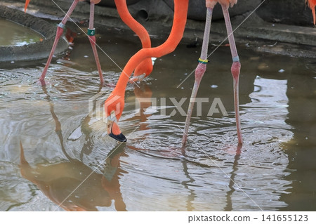Beni Iro Flamingo Beni Iro Flamingo 141655123