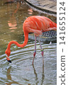 Beni Iro Flamingo 141655124