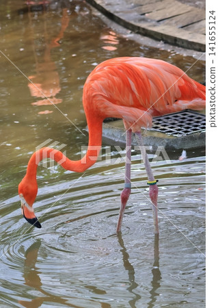 Beni Iro Flamingo Beni Iro Flamingo 141655124