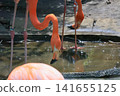 Beni Iro Flamingo 141655125