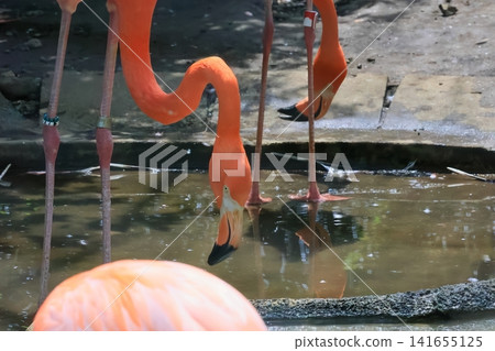 Beni Iro Flamingo Beni Iro Flamingo 141655125