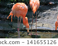 Beni Iro Flamingo 141655126