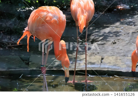 Beni Iro Flamingo Beni Iro Flamingo 141655126
