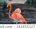 Beni Iro Flamingo 141655127