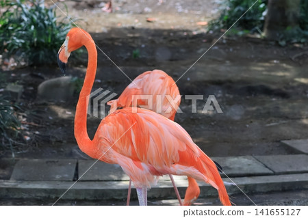 Beni Iro Flamingo Beni Iro Flamingo 141655127