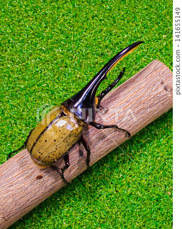 Male Hercules beetle Male Hercules beetle 141655149