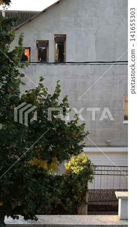 Linden tree with the first yellowing leaves. 141655303