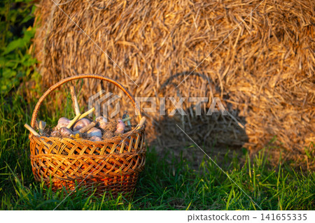 Harvesting fresh garlic and onions in a rustic basket near a hay bale at golden hour 141655335