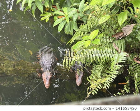 Crocodiles resting in a pond at Singapore Zoo Crocodiles resting in a pond at Singapore Zoo 141655450
