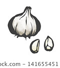 Garlic hand-drawn brush style illustration 141655451