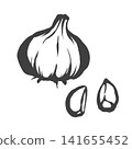 Garlic hand-drawn brush style illustration 141655452