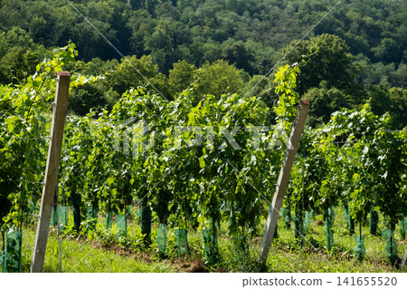 Scenic view of green vineyard rows growing under bright summer sunlight with forest background Scenic view of green vineyard rows growing under bright summer sunlight with forest background 141655520