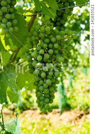 Close-up of a large bunch of green unripe grapes hanging on a grapevine Close-up of a large bunch of green unripe grapes hanging on a grapevine 141655521