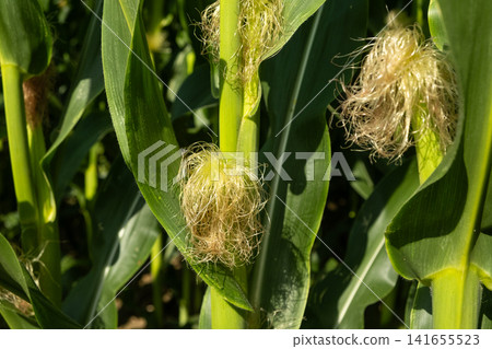 Young corn cobs growing on green stalks in an agricultural farm field Young corn cobs growing on green stalks in an agricultural farm field 141655523