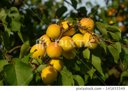 Close-up of fresh apricots ripening on thin tree branches before harvest Close-up of fresh apricots ripening on thin tree branches before harvest 141655549