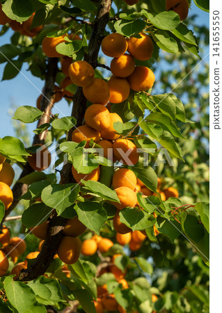 Organic ripe apricot cluster ripening on a fruit tree branch in summer Organic ripe apricot cluster ripening on a fruit tree branch in summer 141655550