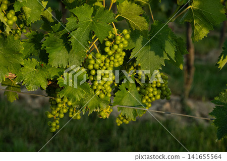 Growing green wine grapes hanging on grapevine in a sunny agricultural plantation. Growing green wine grapes hanging on grapevine in a sunny agricultural plantation. 141655564