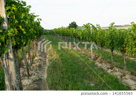 Rows of Green Grapevines in a Vineyard on a Sunny Day Rows of Green Grapevines in a Vineyard on a Sunny Day 141655565