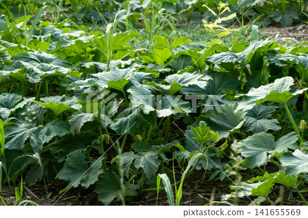 Large green zucchini plant leaves growing in vegetable garden Large green zucchini plant leaves growing in vegetable garden 141655569