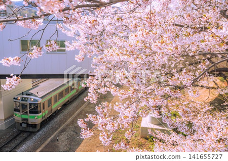 北海道小樽：火車與櫻花 141655727
