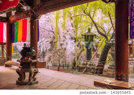 京都六角堂:垂枝櫻花與垂柳 京都六角堂:垂枝櫻花與垂柳 141655845