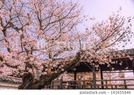 Kyoto Myokenji Temple - Cherry Blossoms Kyoto Myokenji Temple - Cherry Blossoms 141655846