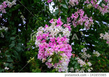 Bougainvillea flowers bloom beautifully brightly among lush green leaves on the tree in summer season. 141655985