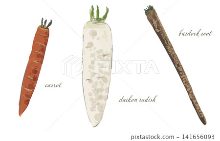 一套水彩蔬菜插圖(胡蘿蔔、蘿蔔、牛蒡) 一套水彩蔬菜插圖(胡蘿蔔、蘿蔔、牛蒡) 141656093