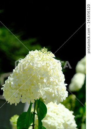 White Panicle Hydrangea Flower with Dark Background White Panicle Hydrangea Flower with Dark Background 141656120