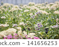 A flower field overflowing with cream, purple, and pink phlox in full bloom. 141656253